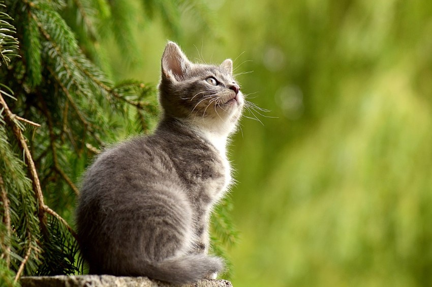 Вибір відповідного лотка та наповнювача