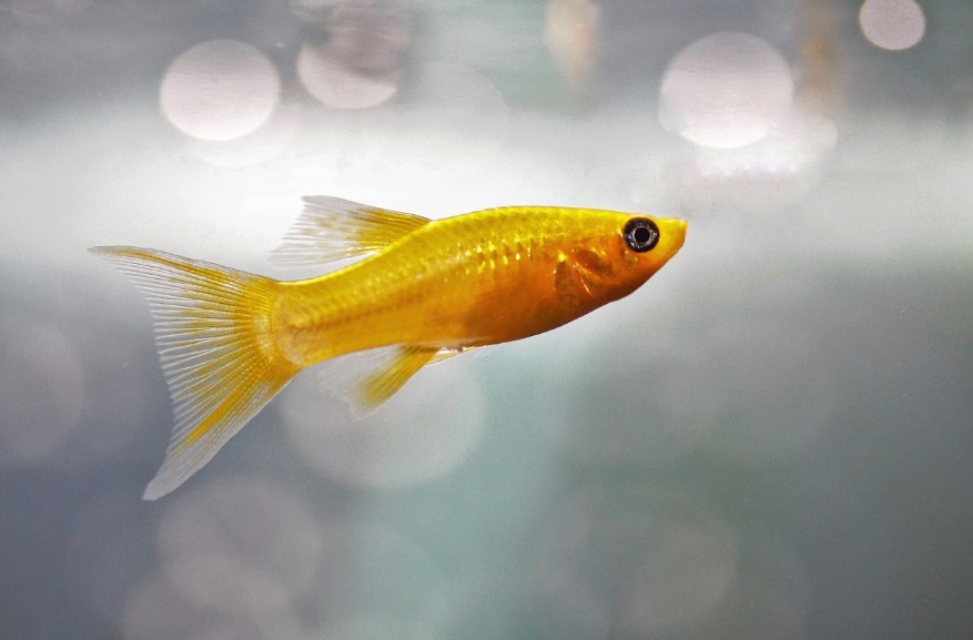 Правильне харчування та годування