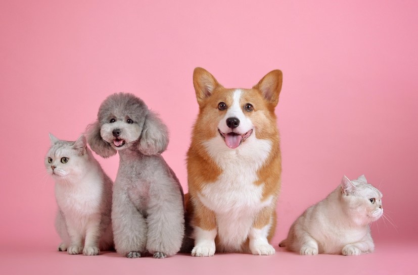 Как справиться с чрезмерной линькой вашей кошки