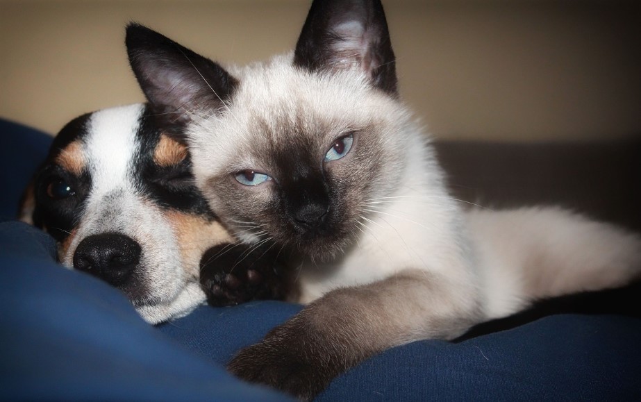 Альтернативные методы лечения болезней домашних животных