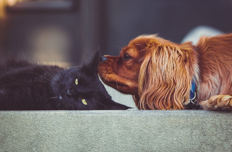 методы лечения болезней домашних животных