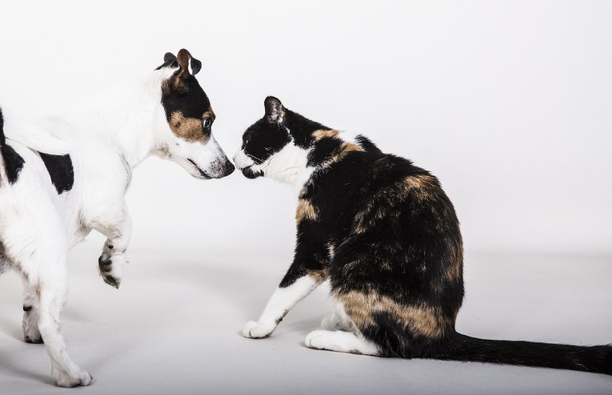 Обязательные вакцины для собак