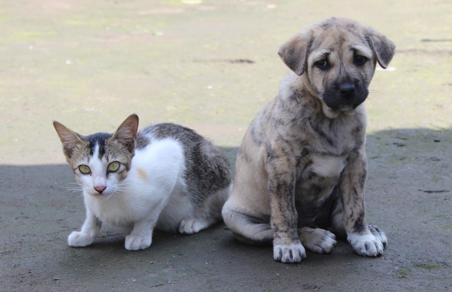 Обязательные вакцины для кошек