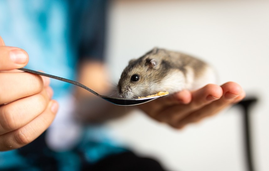 Недостаточное понимание поведенческих особенностей
