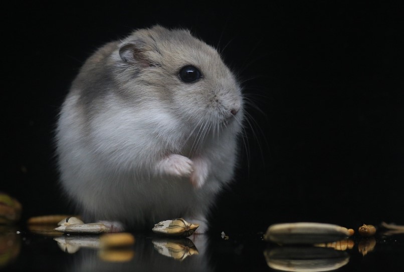 ошибки в уходе за хомяками