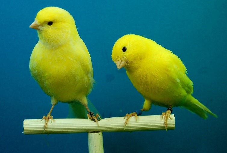 Распространенные ошибки в уходе за кенарами