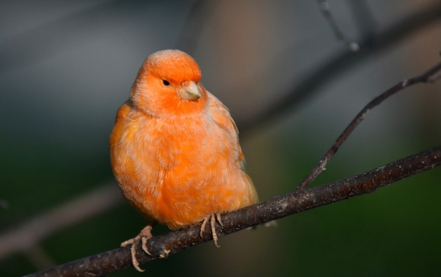 ошибки в уходе за канарейками