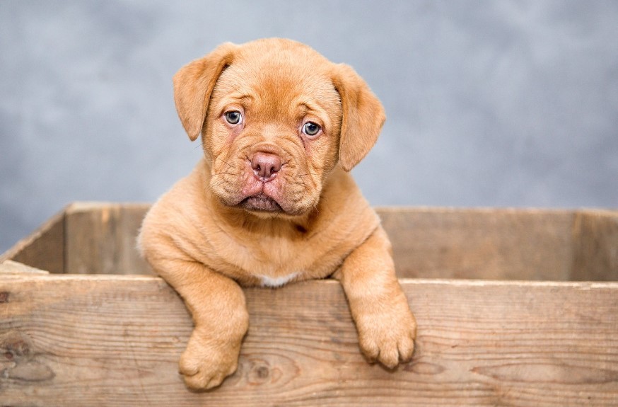 Десять ознак здоров'я вашого собаки