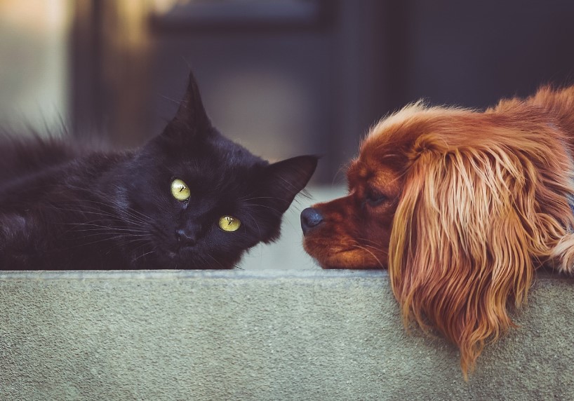 Вибір між сухим і вологим кормом