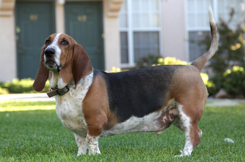 розплідник бассет-хаунд