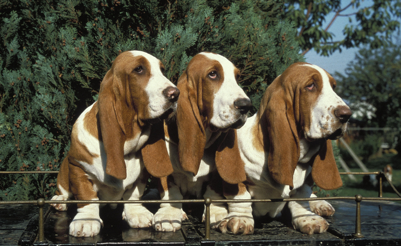 цуценята бассет-хаунда